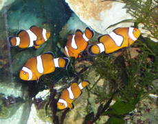 Orange-Ringelfisch-4.jpg